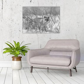 Tablou - Vulpe,alb-negru (70x50 cm)