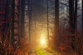 Fototapet autoadeziv lumina in pădure