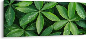Tablou - Frunze cu picături de rouă (120x50 cm)