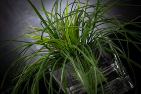 Aranjament floral mediu design LUX SQUARE GRASS