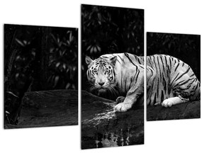 Tablou - Tigru alb, alb-negru (90x60 cm)