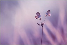 Tablou - Fluturi mov (90x60 cm)