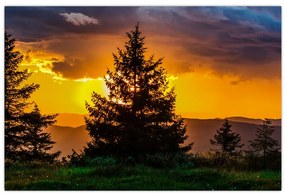 Tablou - coniferi (90x60 cm)