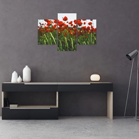 Tablou - Maci în vânt (90x60 cm)
