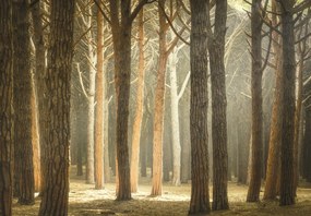 Fototapet – Pădure cu raze de soare (147x102 cm)