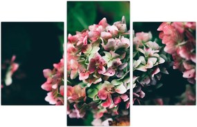 Tablou - Hortensie (90x60 cm)