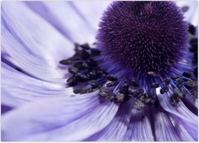 Tablou - Floare mov (70x50 cm)