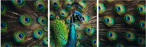 Tablou – Păun (cu ceas) (90x30 cm)