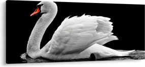 Tablou cu lebăda alb neagră (120x50 cm)