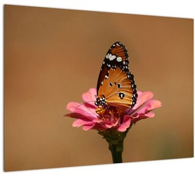 Tablou cu fluture pe floare (70x50 cm)