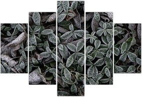 Tablou - Plante înghețate (150x105 cm)