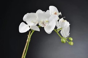 Aranjament floral LUX LIGHT ATOLLO 4 PHALENOPSIS SMALL