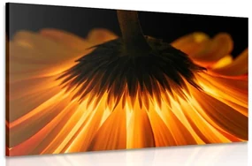 Tablou gerbera pe fundal închis