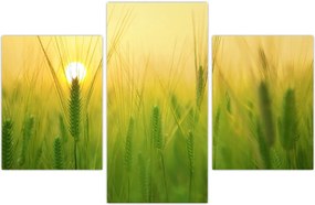 Tablou - Câmp cu cereale (90x60 cm)