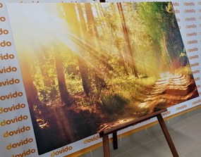Tablou raze de soare în pădure