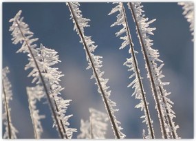 Tablou - Îngheț (70x50 cm)