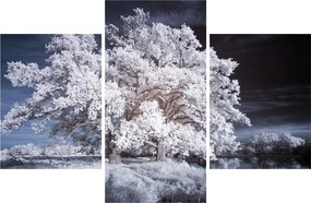 Tablou - Albă ca Zăpada Copac (90x60 cm)