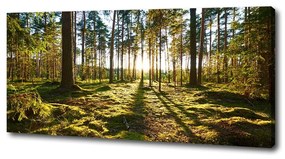 Tablou pe pânză canvas O pădure de pini