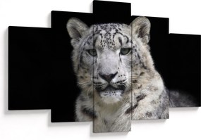 Tablou - Snow Leopard (150x105 cm)