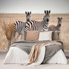 Fototapet trei zebre în savană