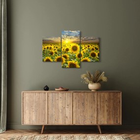 Tablou - Floarea-soarelui la apus de soare (90x60 cm)