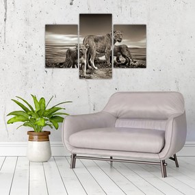 Tablou cu leii alb negri (90x60 cm)
