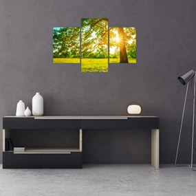 Tablou - Pădurea însorită (90x60 cm)