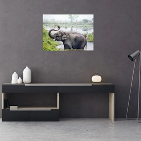 Tablou pe sticlă - Elefant de scăldat (70x50 cm)