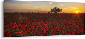 Tablou cu lunca și macii (120x50 cm)