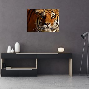 Tablou pe sticlă cu tigrul (70x50 cm)