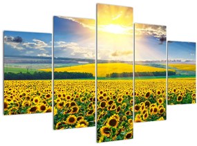 Tablou - Câmp cu floarea soarelui (150x105 cm)