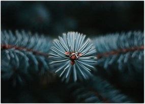 Tablou -Crenguțe ale unui conifer (70x50 cm)