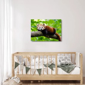 Tablou pe sticlă cu panda roșie (70x50 cm)