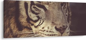 Tablou cu tigrul (120x50 cm)