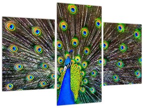 Tablou - Păun (90x60 cm)