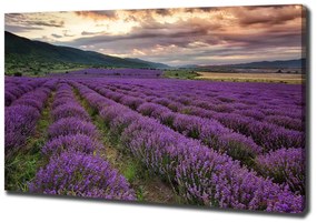 Pictură pe pânză Câmp de lavandă