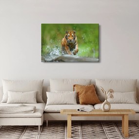 Tablou - Tigru care aleargă (90x60 cm)