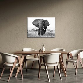 Tablou - Elefantul african II. (70x50 cm)
