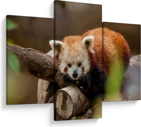 Tablou cu panda roșie (90x60 cm)