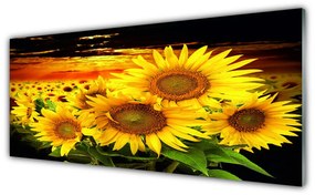 Tablou pe sticla Floarea soarelui Floral Galben Maro