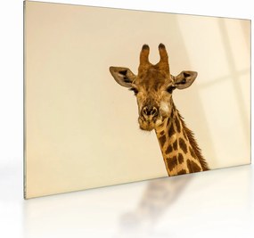 Tablou pe sticlă cu girafe (70x50 cm)