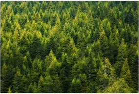 Tablou - Pădure deasă (90x60 cm)