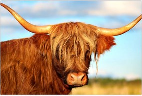 Tablou - Vacă scoțiană (90x60 cm)