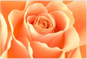 Tablou - Imaginea- Trandafiri, culoarea caisei (90x60 cm)