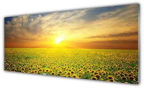 Tablou pe sticla Soare Meadow Floarea soarelui Natura Galben Maro Verde