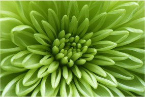 Tablou - Imagine macro a unei plante (90x60 cm)