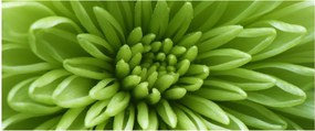 Tablou - Imagine macro a unei plante (120x50 cm)