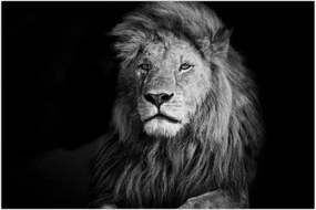 Tablou - Leu, alb și negru (90x60 cm)