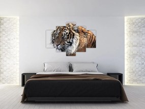 Tablou cu tigrul (150x105 cm)