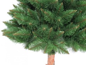 Brad de Crăciun de Himalaya, pin cu trunchi 220 cm